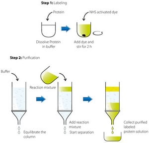 Image describes a two-step process for labeling and purifying proteins, Step 1: Labeling and Step 2: Purification.