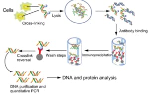 The image illustrates the process of immunoprecipitation, a technique used in molecular biology to selectively isolate a specific protein or nucleic acid from a complex mixture