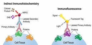 The image is a comparative diagram illustrating two biological staining techniques: Indirect Immunohistochemistry and Immunofluorescence.