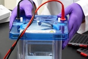 A scientist is conducting an experiment using a blue electrophoresis chamber connected with red and black cables on a white laboratory bench.