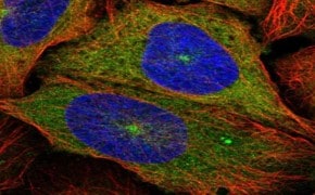 immunofluorescence Prestige® HPA金标抗体