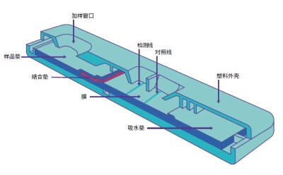 Lateral chromatography test strip design (sample pad, spiking window, binding pad, membrane, test line, control line, absorbent pad, plastic housing)