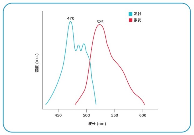 Excitation and emission spectra of XC dyes are plotted. A graph displaying two overlapping spectral emission peaks. The x-axis is labeled "wavelength (nm)" covering the range from 450 nm to 600 nm. The y-axis is labeled "intensity (a.u.)". There is a cyan peak with a maximum near 470 nm and a red peak with a maximum near 525 nm. The graph illustrates the wavelengths and relative intensities of the peaks.