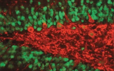mab377 The image shows a fluorescent microscopy view of biological tissue, likely neural cells.