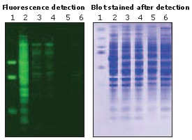 fluor detection Blot stained after detection fluor detection Blot stained after detection