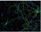 fluor-detection-DAPI.png fluor-detection-DAPI.png