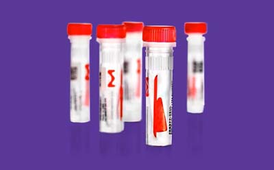 zoomab-multipack ZooMAb® antibody multipack
