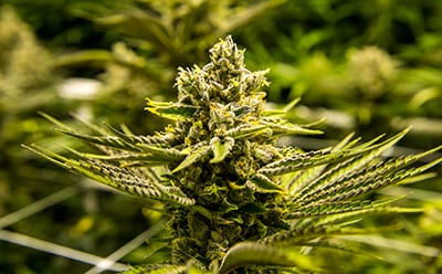 大麻和汉麻中的杀虫剂和霉菌毒素 大麻和汉麻中的杀虫剂和霉菌毒素