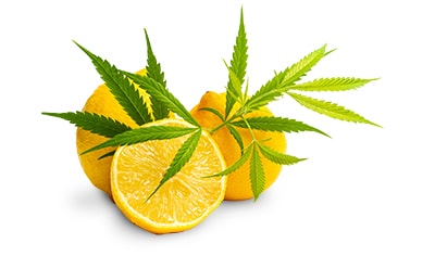 大麻中的萜类化合物:概况及重要性 大麻中的萜类化合物:概况及重要性