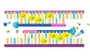 SYBR Green-based qPCR SYBR Green-based qPCR