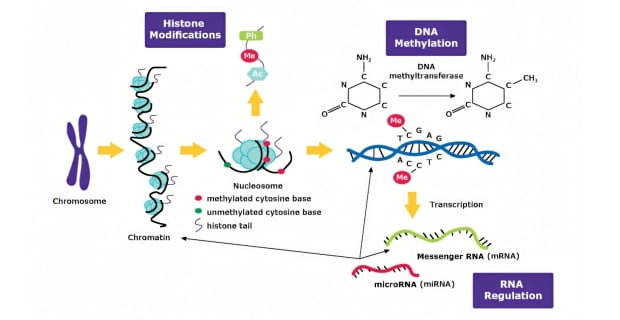 Graphic of epigenetic mechanisms using DNA methylation, histone modifications, and RNA regulation. Graphic of epigenetic mechanisms using DNA methylation, histone modifications, and RNA regulation.