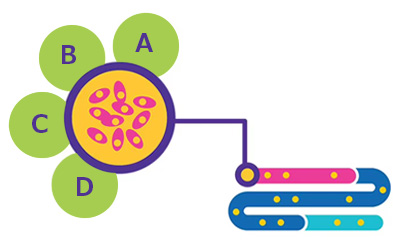 Cell Line Development 新药研究临床前阶段的BioReliance®细胞系开发服务参考图