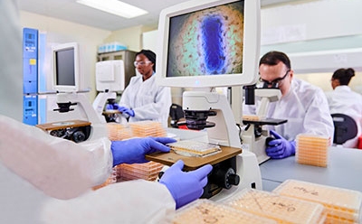 科学家正在实验室中使用显微镜分析样本。图示为现代忙碌环境,显示屏上是五颜六色的细胞图像。 科学家正在实验室中使用显微镜分析样本。图示为现代忙碌环境,显示屏上是五颜六色的细胞图像。