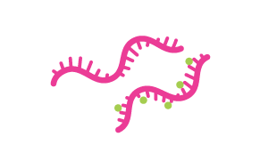 Graphic of split DNA Graphic of split DNA