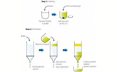 Protein Labeling & Modification Image describes a two-step process for labeling and purifying proteins, Step 1: Labeling and Step 2: Purification.