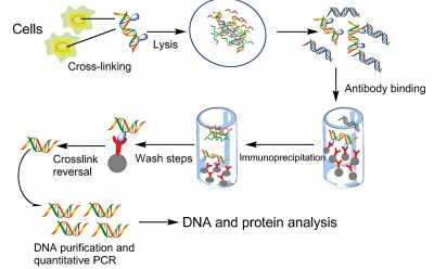 Protein & Nucleic Acid Interactions The image illustrates the process of immunoprecipitation, a technique used in molecular biology to selectively isolate a specific protein or nucleic acid from a complex mixture