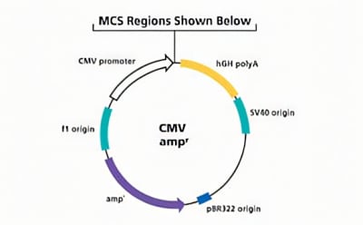 Diagram of a plasmid showing CMV promoter, hGH polyA, SV40 origin, and pBR322 origin with amp^ resistance.