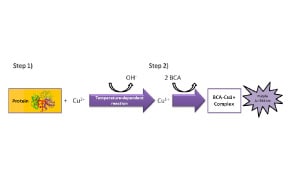 Protein Quantitation Steps 蛋白定量步骤
