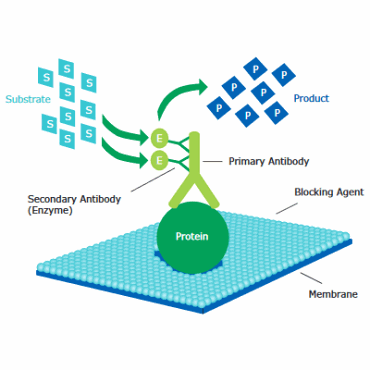 Western blotting Detection of target protein using primary and HRP-conjugated secondary antibody with substrate. Western blotting Detection of target protein using primary and HRP-conjugated secondary antibody with substrate.