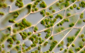 Cell & Developmental Biology Research Cell & Developmental Biology Research