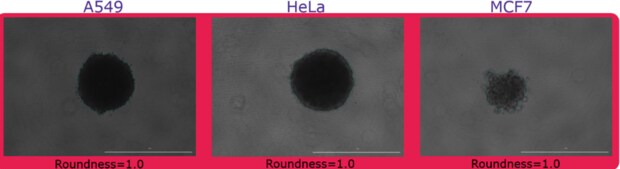 Evaluating Spheroid Formation Brightfield imaging of A549, HeLa, and MCF7 spheroid roundness