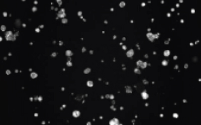 Organoid swelling Microscopy image of PGE2-induced organoid swelling.