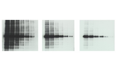 <p>Winning Westerns Technique Talk</p>
Image of three western blots using different secondary antibody dilutions.