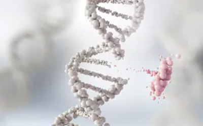 从双螺旋链上切下的一小段 DNA 从双螺旋链上切下的一小段 DNA