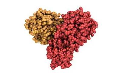 包含黄色和红色亚基的计算机生成蛋白分子模型 包含黄色和红色亚基的计算机生成蛋白分子模型