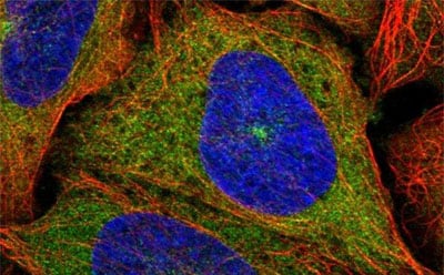 威望抗体 兔抗 KIF5B Prestige® 抗体。经过高度鉴定和验证的 Prestige Antibodies®。