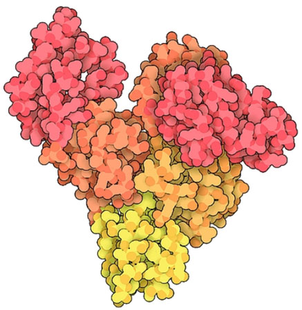 Molecular structure of bovine serum albumin 图像显示的分子结构类似一串葡萄,各个分子的颜色深浅不一,有红色、橙色和黄色。