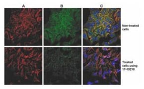 Cell Isolation Kits Cell Isolation Kits
