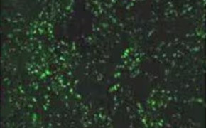 Small dots cover the surface of the cells, and each dot is visible from another. The cells cover the entirety of the image.