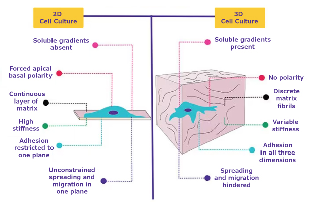 Comparison of cellular behavior cultured in 2D vs 3D cell culture