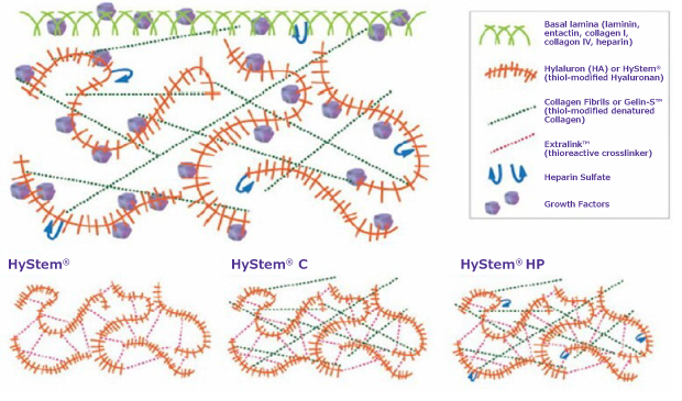 Reconstituted hydrogels for 3D cell culture (HYS020)