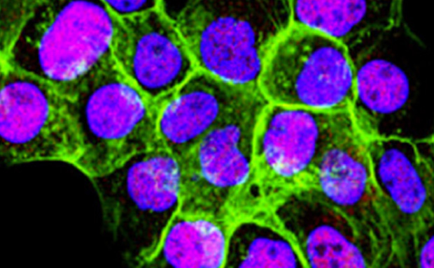 Mammalian Cells from Cell Lines Mammalian Cell Lines