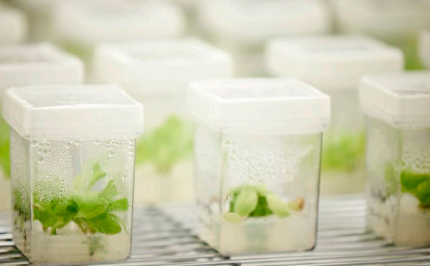 Plant tissue culture 植物培养基