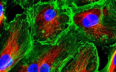 Cell Lines & Specialty Cell Culture Cell Lines & Specialty Cell Culture