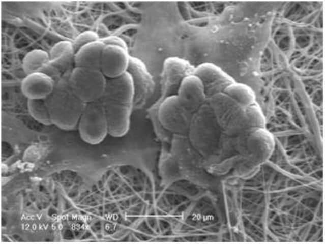 Cell Culture & Analysis