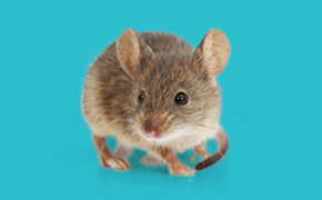 Mouse Embryo Media Mouse Embryo Media
