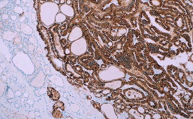 Cell Marque™ Primary Antibodies