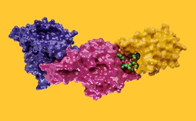 一种生物化合物的3D分子模型，其中不同颜色的区域分别代表不同的分子结构和相互作用。