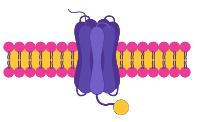 Glucagon Like Peptide 1 Receptor 膜蛋白结构示意图,其特点是中央有一个紫色和蓝色的复合体,并附有一个黄色的圆形成分,周围是一层粉色和黄色的脂质分子,代表细胞膜。