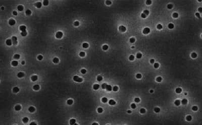 Polycarbonate membrane filter 聚碳酸酯膜的扫描电子显微镜图像