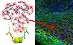 Duolink® Proximity Ligation Assay (PLA) technology. On the left, a diagram depicts protein structures with red and blue interactions. On the right, a fluorescent microscopy image shows a cellular landscape with blue-stained nuclei and green cytoplasmic structures, highlighting protein-protein interactions indicated by a red arrow.   