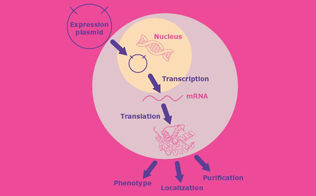 Molecular Cloning and Protein Expression A circular diagram representing a plasmid map with various labeled elements. At the top, there’s a segment labeled “CMV promoter” in dark blue, followed by an orange segment labeled “hGh polyA.” To the right, there’s a yellow segment labeled “SV40 origin.” Below that, on the right side of the circle, is a green segment labeled “amp^r,” indicating ampicillin resistance. On the bottom left is another antibiotic resistance label, “amp^k,” in red. There are two more segments: one labeled “f1 origin” in light blue on the left and another labeled “pBR322 origin” at the bottom center in purple. The title above reads ‘MCS Regions Shown Below,’ indicating that these are multiple cloning sites within the plasmid used for genetic engineering purposes.