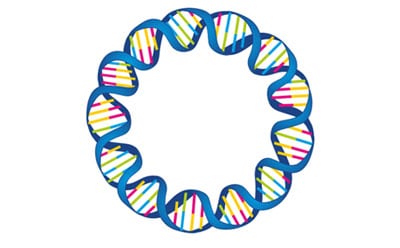 环形双链的质粒DNA，显示双螺旋结构，用不同颜色代表各碱基对。