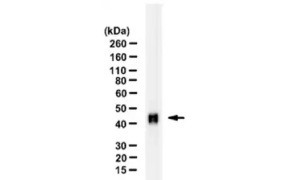 ZooMAb<sup>®</sup> Western Blot 使用 Anti-OCT4 4N8 ZooMAb® 兔单克隆抗体对小鼠胚胎干细胞裂解液进行 Western blot 分析。图中可见一条约 45 kDa 的条带,箭头指向该条带。