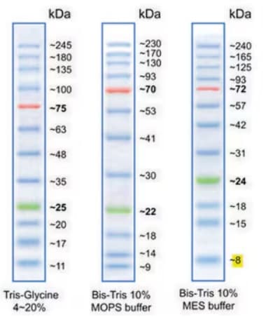 BLUeye 预染色蛋白质梯形图有 12 个条带，分别为 11、17、20、25、35、48、63、75、100、135、180 和 245 kDa。它置于凝胶上样缓冲液中，包括一条绿色和一条红色参考带，以便于识别。