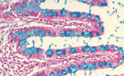 Histology Stains